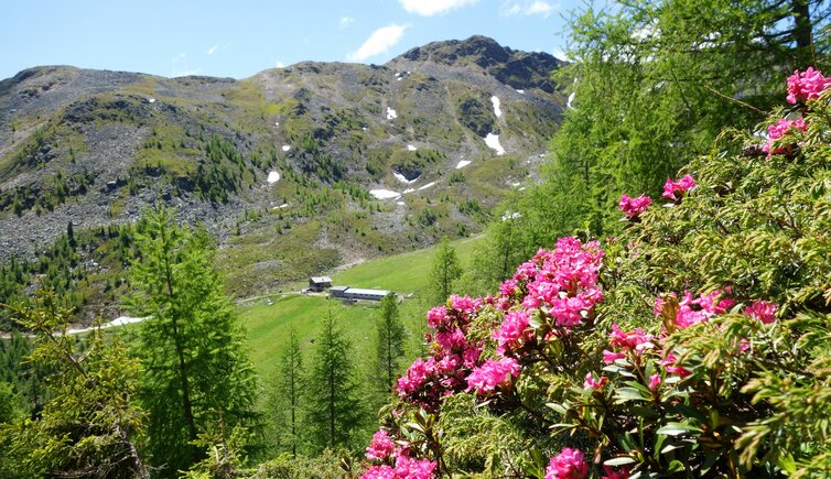 alpenrosenweg bei innerfalkomai