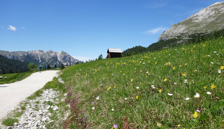 fruehling wiesen plaetzwiese fr