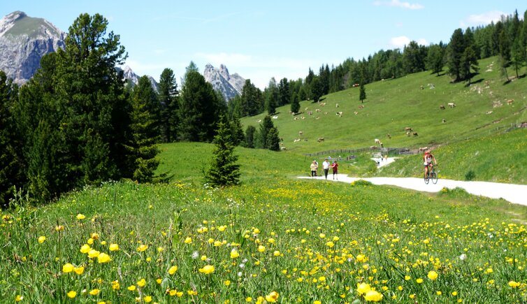 plaetzwiese fruehling strasse aus prags mtb 