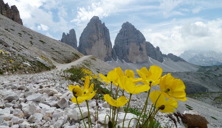 alpenmohn und drei zinnen