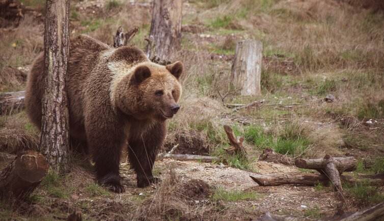 Baer Encounter