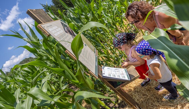Corn Action Adventure Labyrinth 