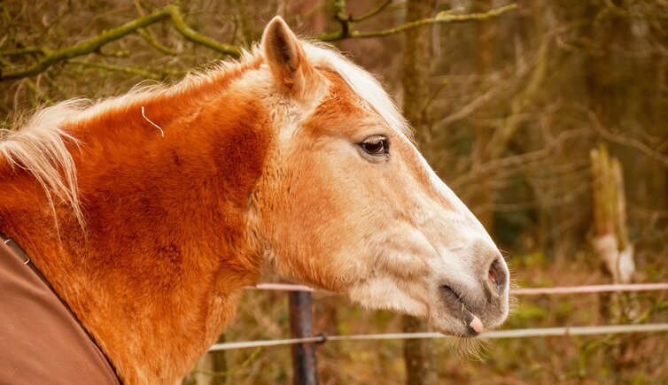 Haflinger