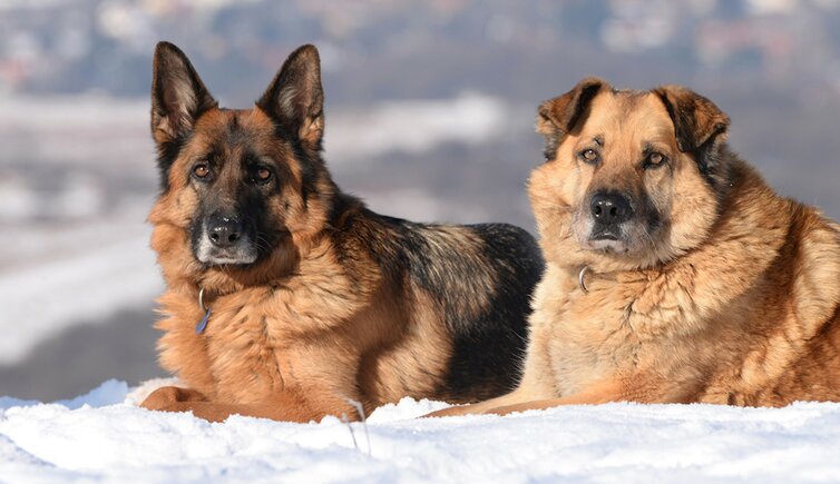 Hund Schnee Adressen Hunde Suedtirol