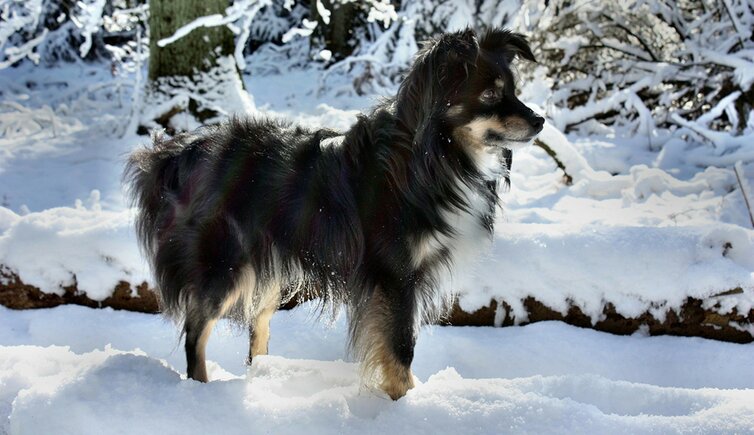 Hund Schnee Regeln Hundehalter