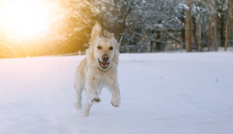 Hund Schnee Urlaub Suedtirol