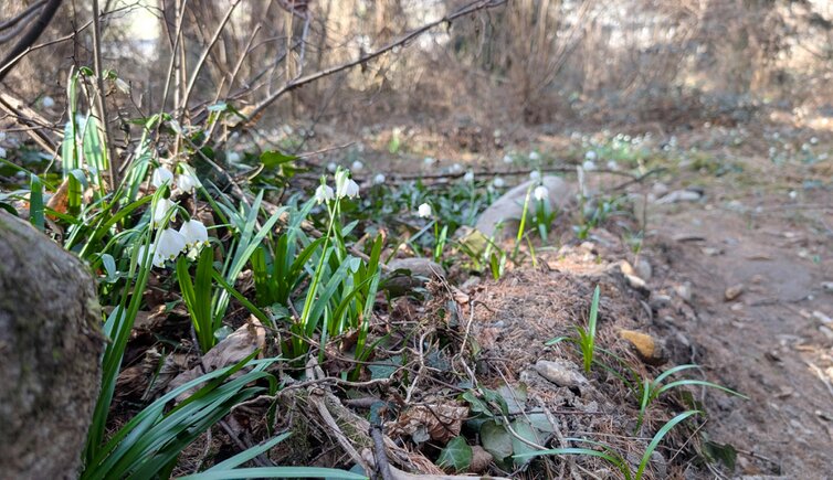 schneegloeckchen im montiggler wald