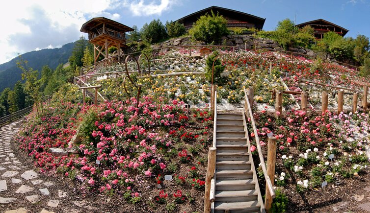 Rosarium Panorama