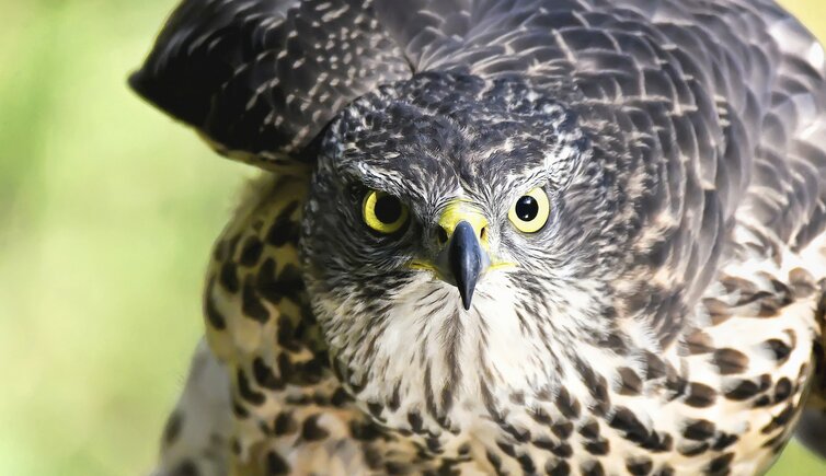 Vogelfauna Tirol