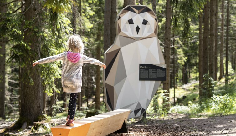 Wald Wild Wunder Weg Sommer