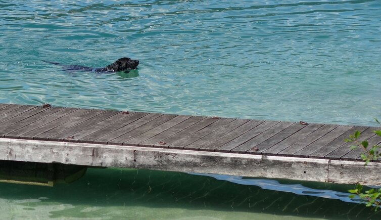 achensee hund im wasser schwimmen