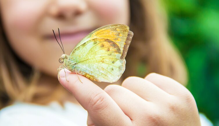 hand schmetterling