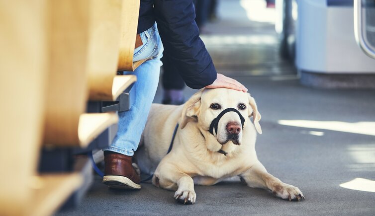 hund bus transport maulkorb